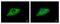 Keratin 8 antibody, PA5-34762, Invitrogen Antibodies, Immunofluorescence image 