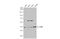 Cyclin Dependent Kinase 7 antibody, GTX111919, GeneTex, Western Blot image 