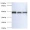 Ovalbumin antibody, LS-C369338, Lifespan Biosciences, Western Blot image 