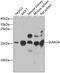 Small Ubiquitin Like Modifier 4 antibody, GTX65895, GeneTex, Western Blot image 