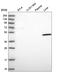 Vacuolar protein sorting-associated protein 13B antibody, HPA043865, Atlas Antibodies, Western Blot image 