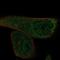 EF-Hand Calcium Binding Domain 13 antibody, NBP1-83455, Novus Biologicals, Immunocytochemistry image 