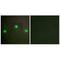 ATRX Chromatin Remodeler antibody, A00203-1, Boster Biological Technology, Immunofluorescence image 