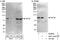 Kinesin Family Member 3A antibody, NBP1-46837, Novus Biologicals, Immunoprecipitation image 