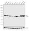 Enolase 2 antibody, 702739, Invitrogen Antibodies, Western Blot image 