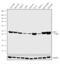 Enolase 2 antibody, 702739, Invitrogen Antibodies, Western Blot image 