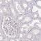 Maestro antibody, PA5-54550, Invitrogen Antibodies, Immunohistochemistry frozen image 