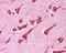 Caspase-12 antibody, 49-614, ProSci, Immunohistochemistry paraffin image 