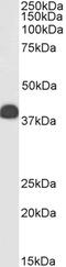 Clusterin antibody, PA5-19020, Invitrogen Antibodies, Western Blot image 