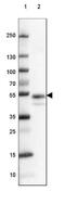 Coagulation Factor III, Tissue Factor antibody, NBP2-61641, Novus Biologicals, Western Blot image 