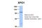 Exportin 1 antibody, 29-311, ProSci, Western Blot image 