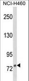 DGCR8 Microprocessor Complex Subunit antibody, LS-C167383, Lifespan Biosciences, Western Blot image 