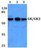 Glycerol Kinase antibody, PA5-75291, Invitrogen Antibodies, Western Blot image 