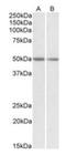 GSP antibody, orb20551, Biorbyt, Western Blot image 