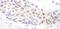 Histone Deacetylase 3 antibody, NB100-79798, Novus Biologicals, Immunohistochemistry frozen image 