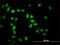 Apoptosis Inhibitor 5 antibody, H00008539-M01, Novus Biologicals, Immunofluorescence image 