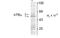 Thyroid Hormone Receptor Alpha antibody, MBS832574, MyBioSource, Western Blot image 