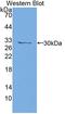 Protein Tyrosine Phosphatase Receptor Type J antibody, LS-C374145, Lifespan Biosciences, Western Blot image 