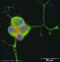 Transient Receptor Potential Cation Channel Subfamily V Member 4 antibody, ab39260, Abcam, Immunofluorescence image 