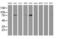 Golgi Membrane Protein 1 antibody, MA5-25820, Invitrogen Antibodies, Western Blot image 