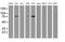 Golgi Membrane Protein 1 antibody, MA5-25820, Invitrogen Antibodies, Western Blot image 