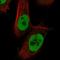 Transmembrane Protein 242 antibody, NBP1-88580, Novus Biologicals, Immunofluorescence image 