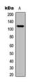 Adhesion G Protein-Coupled Receptor F3 antibody, orb393300, Biorbyt, Western Blot image 