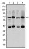 CREB-regulated transcription coactivator 3 antibody, AM06581SU-N, Origene, Western Blot image 