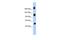 KIAA1211 Like antibody, A18161, Boster Biological Technology, Western Blot image 