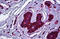 Myosin Heavy Chain 9 antibody, MBS245601, MyBioSource, Immunohistochemistry frozen image 