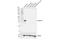 Arginase 1 antibody, 43933S, Cell Signaling Technology, Western Blot image 