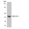 Olfactory Receptor Family 13 Subfamily C Member 4 antibody, LS-C200324, Lifespan Biosciences, Western Blot image 