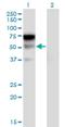 Leukocyte immunoglobulin-like receptor subfamily A member 2 antibody, H00011027-M17, Novus Biologicals, Western Blot image 