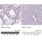 TATA-Box Binding Protein Like 1 antibody, NBP2-49671, Novus Biologicals, Immunohistochemistry paraffin image 