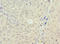 NSFL1 Cofactor antibody, LS-C676190, Lifespan Biosciences, Immunohistochemistry paraffin image 