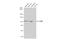 Oxysterol-binding protein 1 antibody, GTX114602, GeneTex, Western Blot image 