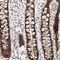 L37mt antibody, PA5-55265, Invitrogen Antibodies, Immunohistochemistry paraffin image 