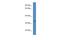 TRNA-Histidine Guanylyltransferase 1 Like antibody, A14023, Boster Biological Technology, Western Blot image 