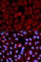 Elongin B antibody, LS-C334012, Lifespan Biosciences, Immunofluorescence image 