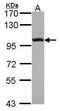 Oxysterol Binding Protein antibody, PA5-30110, Invitrogen Antibodies, Western Blot image 