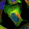 Protein AHNAK2 antibody, NBP1-88429, Novus Biologicals, Immunofluorescence image 