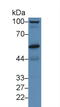 Prolylcarboxypeptidase antibody, LS-C692165, Lifespan Biosciences, Western Blot image 