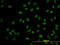 POU Class 4 Homeobox 3 antibody, LS-C197954, Lifespan Biosciences, Immunofluorescence image 