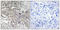 Cytochrome P450 Family 4 Subfamily Z Member 1 antibody, A13386-1, Boster Biological Technology, Immunohistochemistry frozen image 