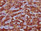 Peroxisomal membrane protein 11A antibody, LS-C681026, Lifespan Biosciences, Immunohistochemistry paraffin image 