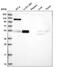 FAD Dependent Oxidoreductase Domain Containing 1 antibody, PA5-65242, Invitrogen Antibodies, Western Blot image 