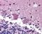Anosmin 1 antibody, 49-753, ProSci, Immunohistochemistry frozen image 