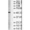 FKBP Prolyl Isomerase 5 antibody, M04182-1, Boster Biological Technology, Western Blot image 