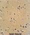 RFT1 Homolog antibody, abx025586, Abbexa, Immunohistochemistry frozen image 