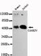 Calcium/Calmodulin Dependent Protein Kinase IV antibody, GTX49228, GeneTex, Western Blot image 